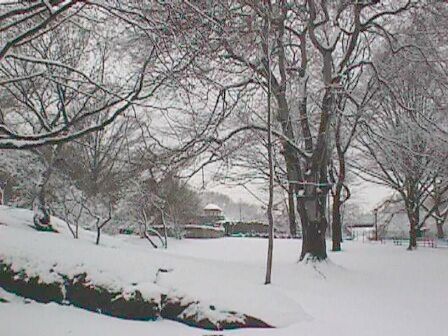 central park --whats that white stuff--